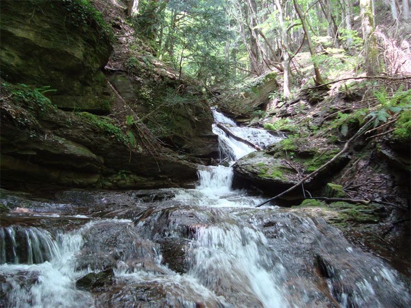 gal/2010/04 - Nel Parco delle foreste Casentinesi - 22 Maggio/03 _sentiero_degli_acuti/24_la-cascata.jpg